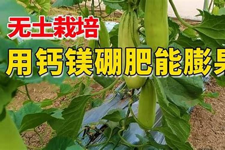 芸苔素对桃树黄化病的作用