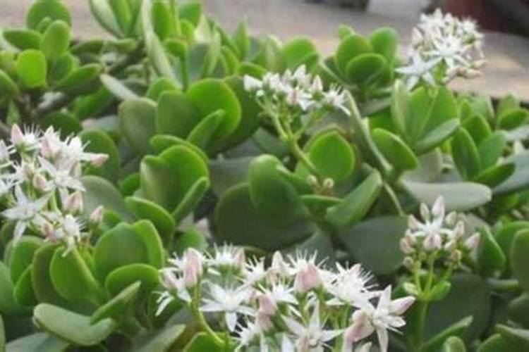 西葫芦怎么种植才高产
