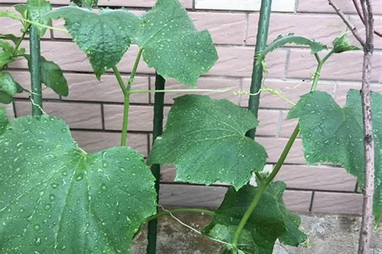 枝子花就要开花了叶子变黄掉花蕾能喷磷酸二青钾吗