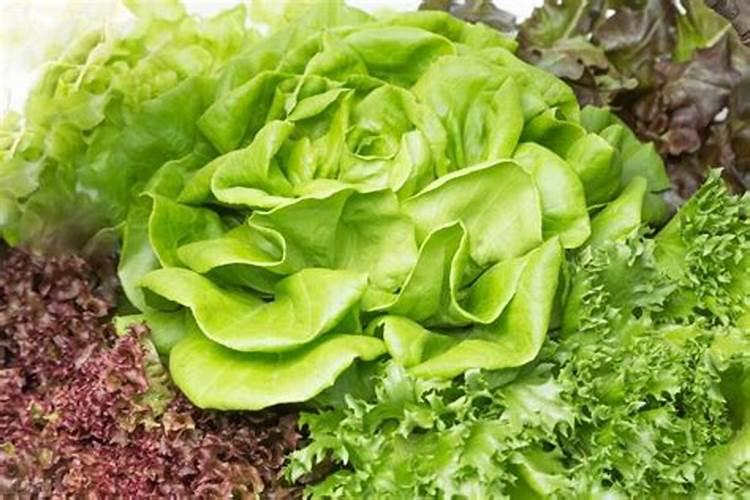 自家种蔬菜一般用什么肥料