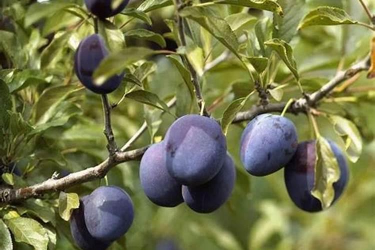 在桂林海泼5百米山区能种植西梅吗？