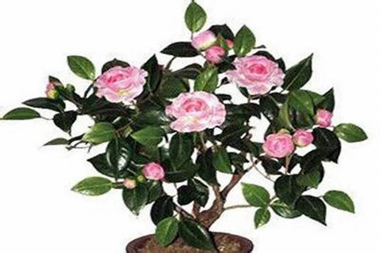 农业种植:枸杞种植管理技术