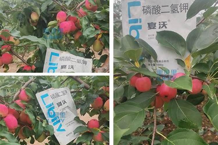 我国硼肥的发展史