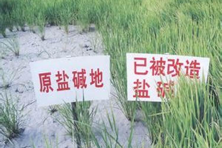 种白芨打什么药除草
