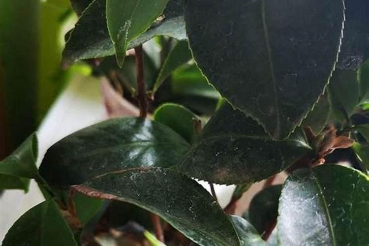 山茶花浇什么水好