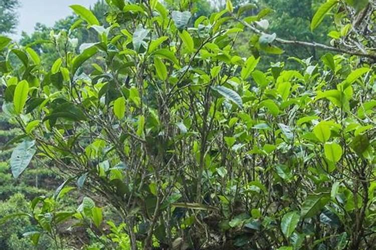 受过洪灾的茶树应该在根外追肥还是喷施叶面肥呢？为什么呢？