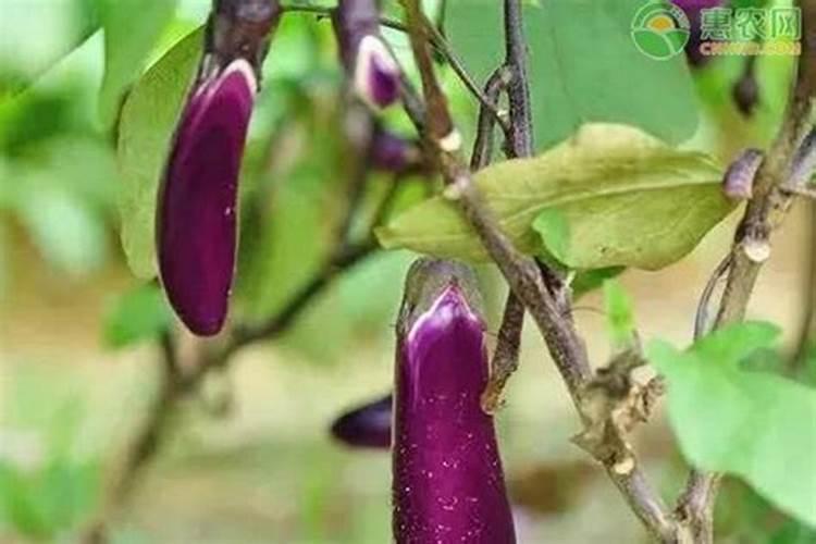 茄子花柱短是什么原因