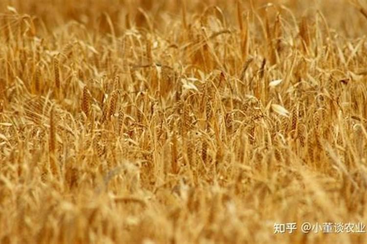 种麦子用什么肥料好？