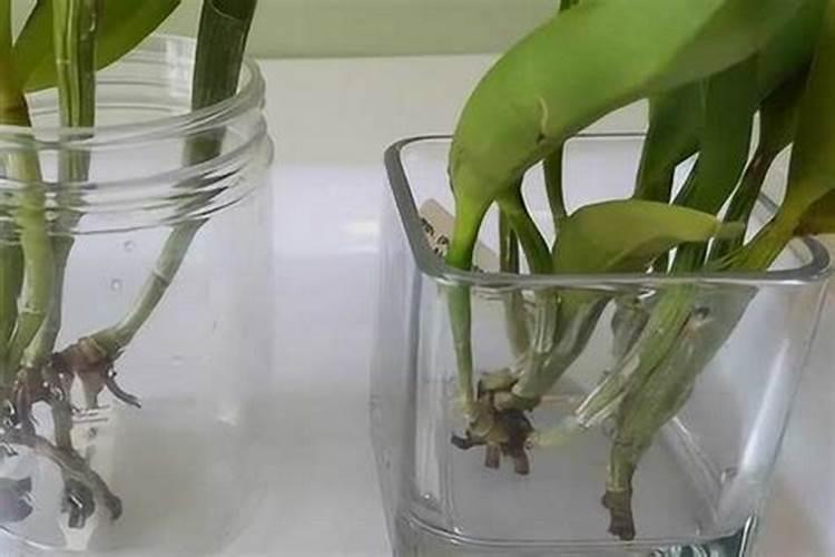 新买的卡特兰怎么养