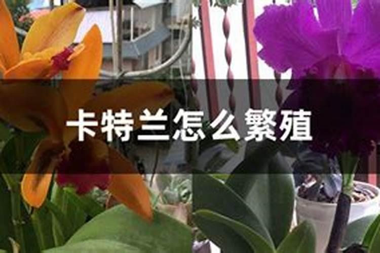 卡特兰种植后几天施肥