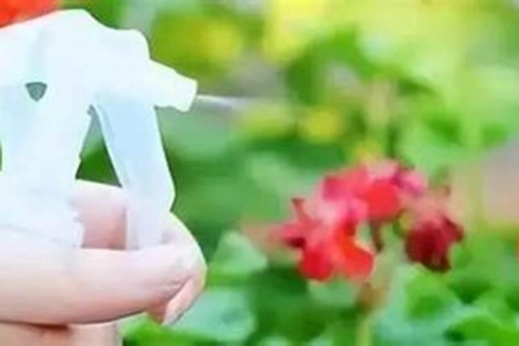 淘米水加什么东西,可以让花草的肥效倍增呢？