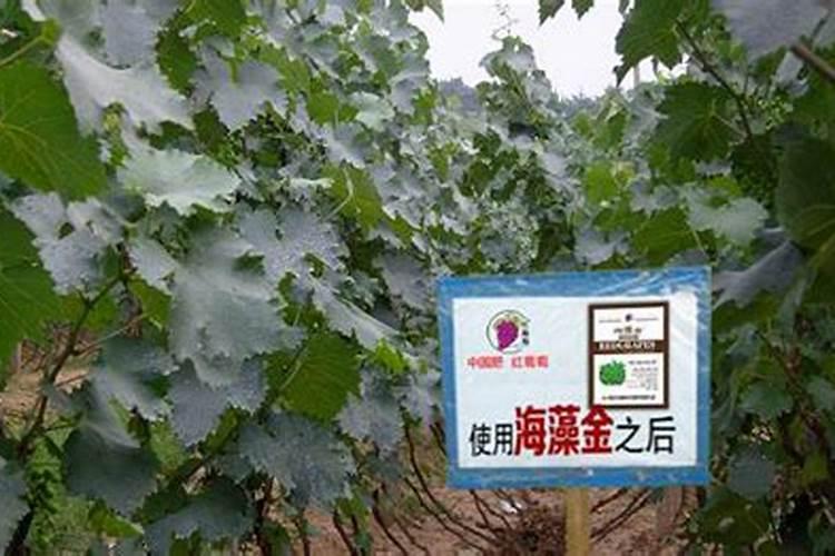 江西微量元素叶面肥木醋液
