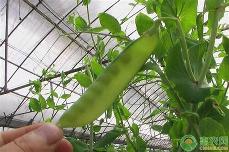 种芒果应该怎样去施肥？