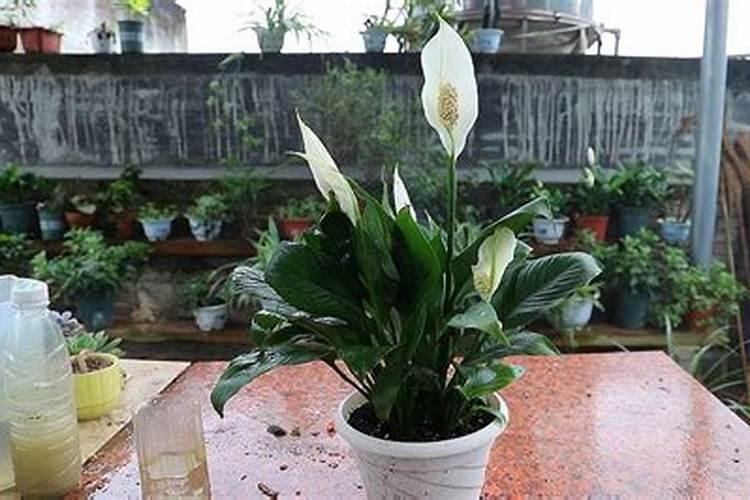 花草叶面肥多久喷一次 “植物叶面肥喷洒频率”