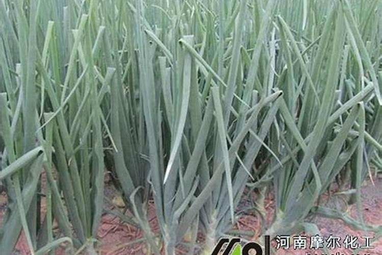 钾肥可适合哪些蔬菜？