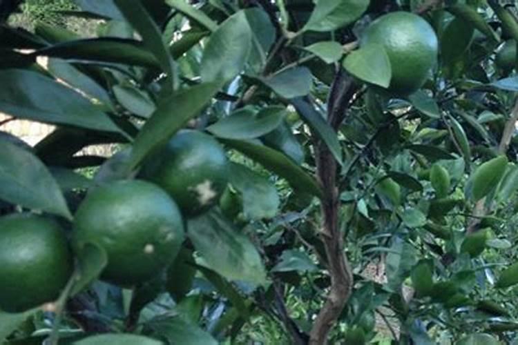 花生硼肥啥时候打好