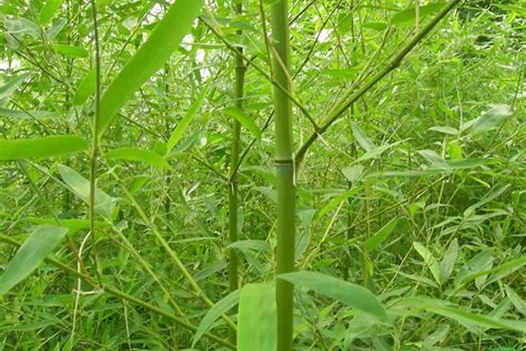 莲藕种植如何施肥使用什么肥