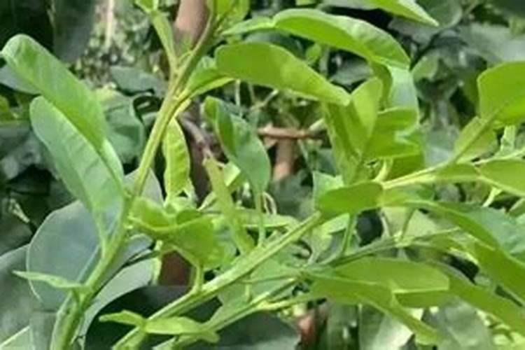 花草叶面肥多久喷一次 “植物叶面肥喷洒频率”
