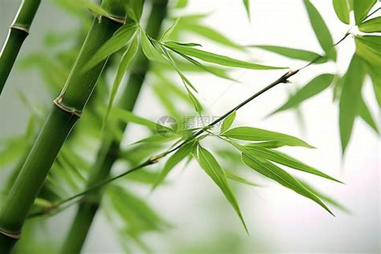文竹常见的病害有哪些
