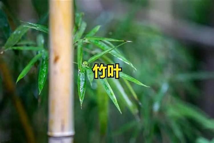竹叶和猪粪能发酵养蚯蚓吗