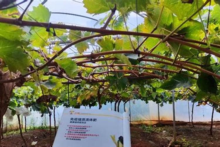 玉米田能用硫酸钾复合肥吗 可用作种肥和根外追肥