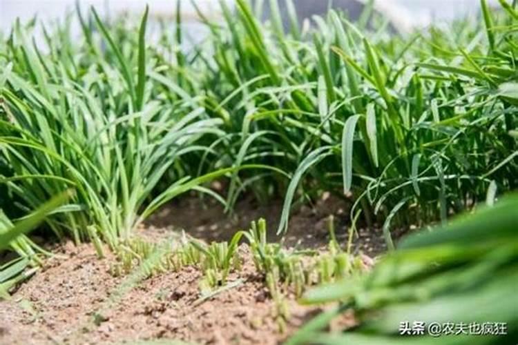 煤合成氨工艺