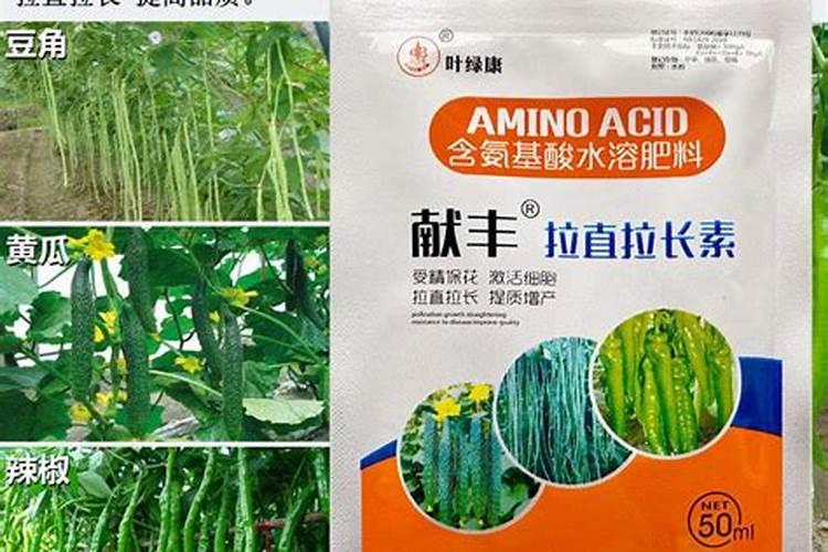 文竹常见的病害有哪些