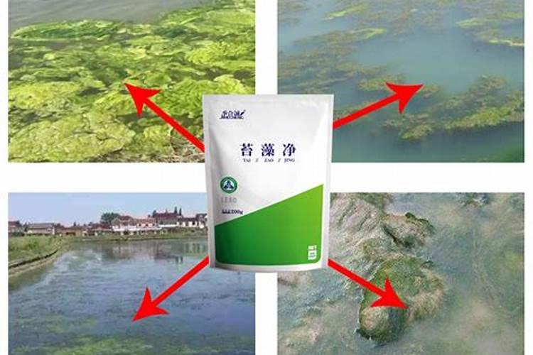 氨基酸氮肥对青苔几天有效