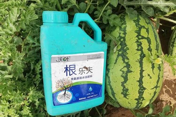 西红柿膨果肥用什么肥最好