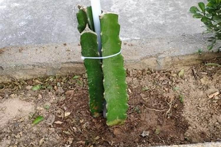 火龙果施什么肥才能开花结果