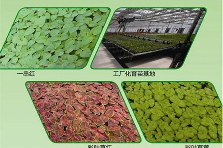 瓜果蔬菜叶面肥的正确使用方法(什么时候打叶面肥好)