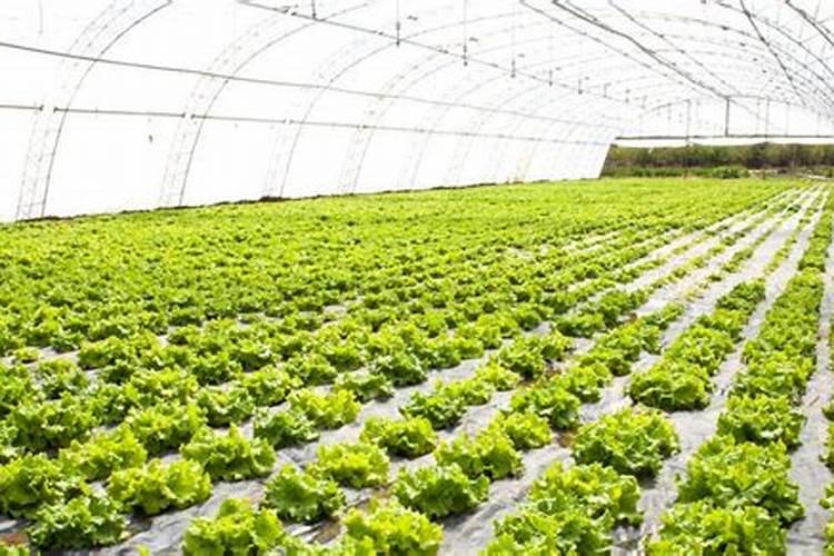 给蔬菜叶面喷施尿素,怎样做才能更好的吸收？