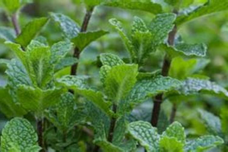 薄荷需要施肥吗 薄荷如何施肥