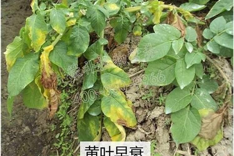玉米施加钙肥的最佳时间 什么时候使用合适