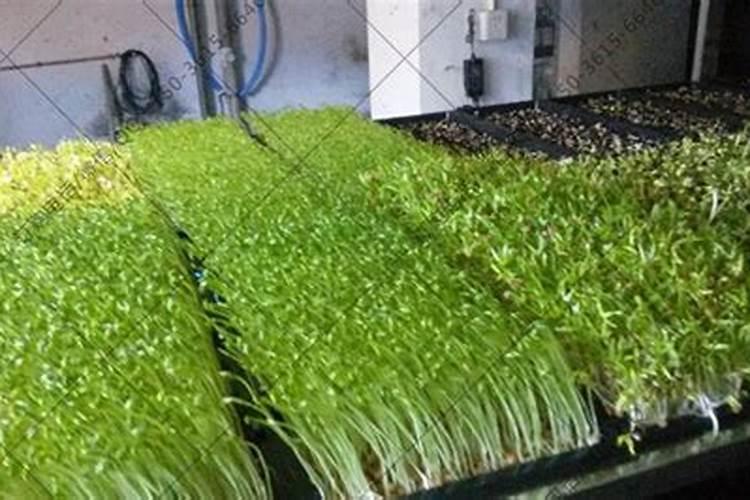 种蔬菜用什么肥料