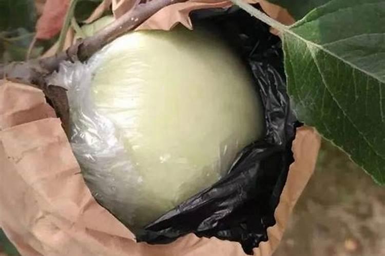 苹果脱袋打什么药