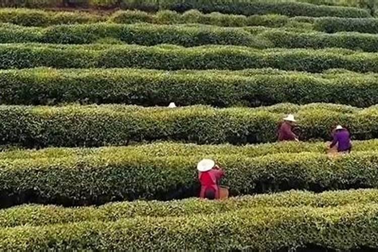 请问,丹参种植如何施底肥？