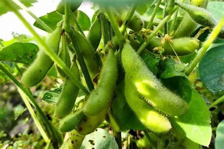 盐湖股份能涨到多少钱？