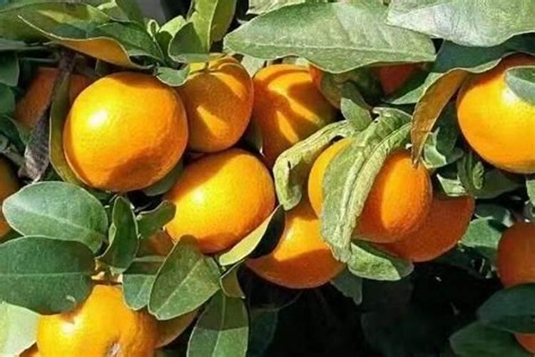 花上什么肥料好 家庭养花十大最好花肥