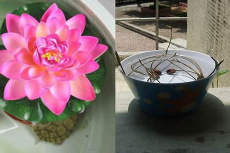 磷肥对植物的作用有哪些？