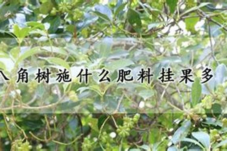 水稻用尿素还是硫铵