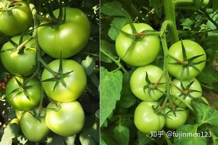 桃树什么时候打药桃子不生虫(桃树长虫是怎么回事怎么治)