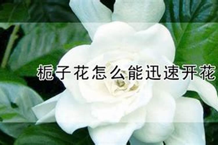 桃树中了药害还能打杀虫药和杀菌剂吗？