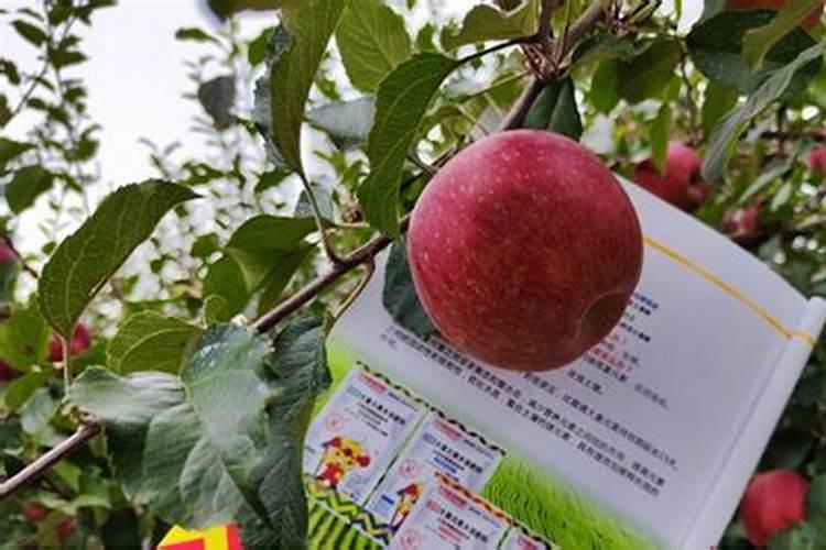 红薯打什么叶面肥增产,植物叶面肥有哪些
