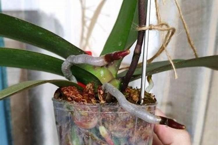 想要养好蝴蝶兰一定要牢记施肥技巧