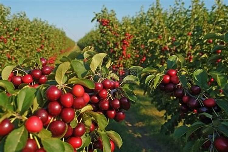 樱桃用什么肥能膨果增甜？樱桃专用肥哪家好？樱桃保花保果防裂着色用调色...