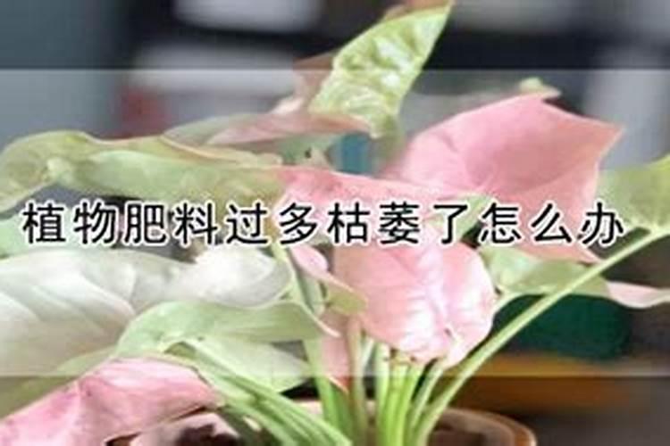 肥料放多了花有点枯萎了怎么拯救