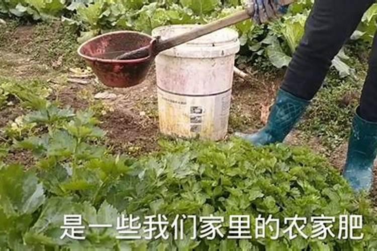 芹菜的用肥方法 芹菜的正确施肥方法