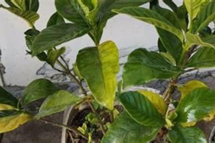 有什么专门针对黄叶现象的肥料