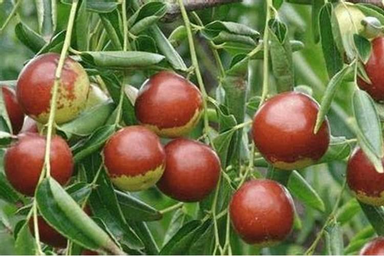 菠菜烂根是什么原因